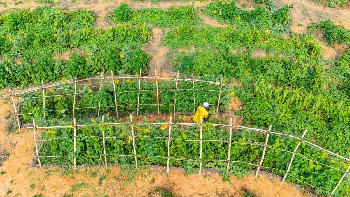 JOSP farm