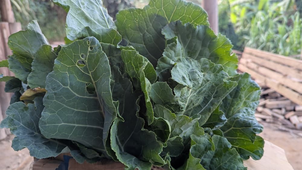 Bunch of greens